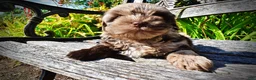 Havapoo dogs for sale: Heavenly - Ad 8