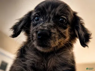 Mixed Breed dogs Mixed Breed 7 - Ad 27