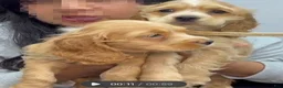 English Cocker Spaniel dogs for sale: LUNA  - Ad 4