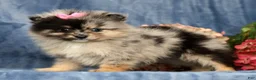 Pomeranian dogs for sale: Lilly - Ad 5