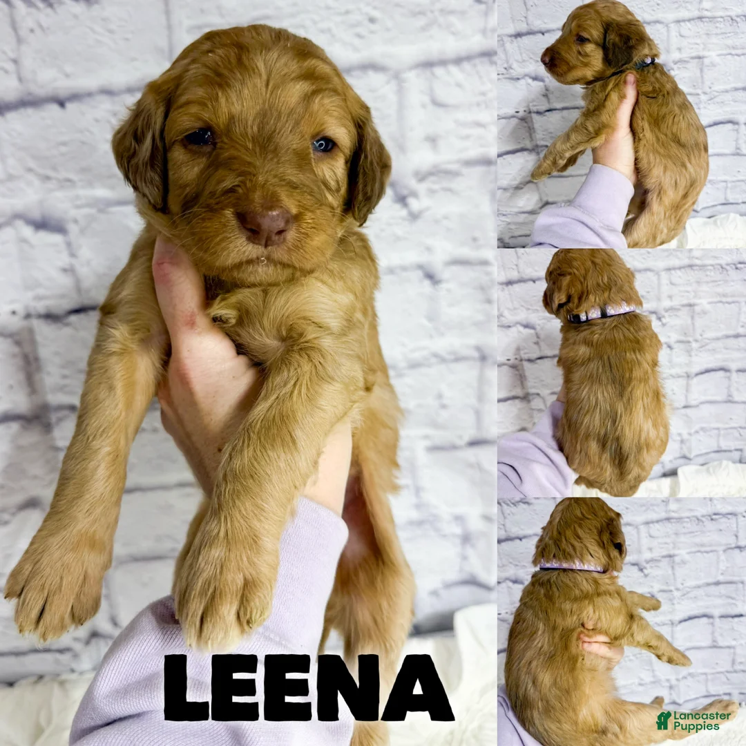 Saint Berdoodles dogs for sale: Leena - Standard F1b - Ad 1
