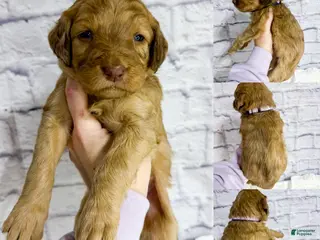 Saint Berdoodles dogs Leena - Standard F1b - Ad 9