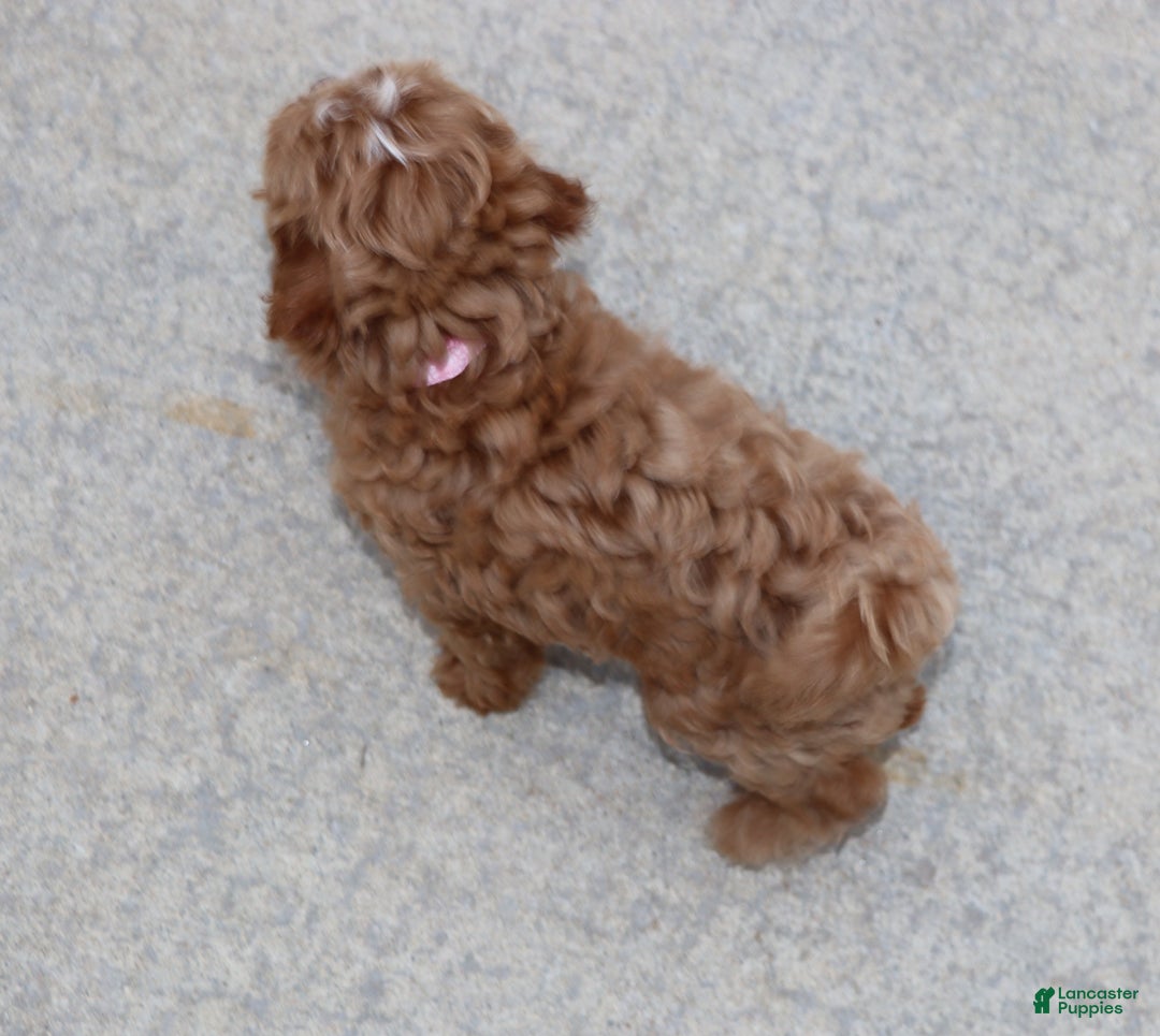 Havapoo dogs for sale: Ember 🌷👨‍👨‍👧‍👦💞🐕 - Ad 10