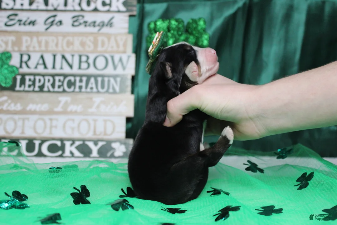 Bernese Mountain Dog dogs for sale: Sydney  - Ad 6