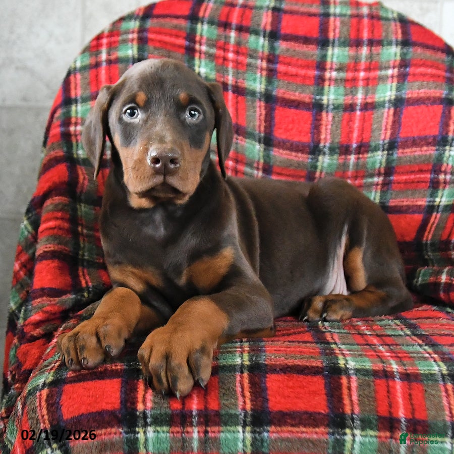 Doberman Pinscher dogs Fern - Ad 2