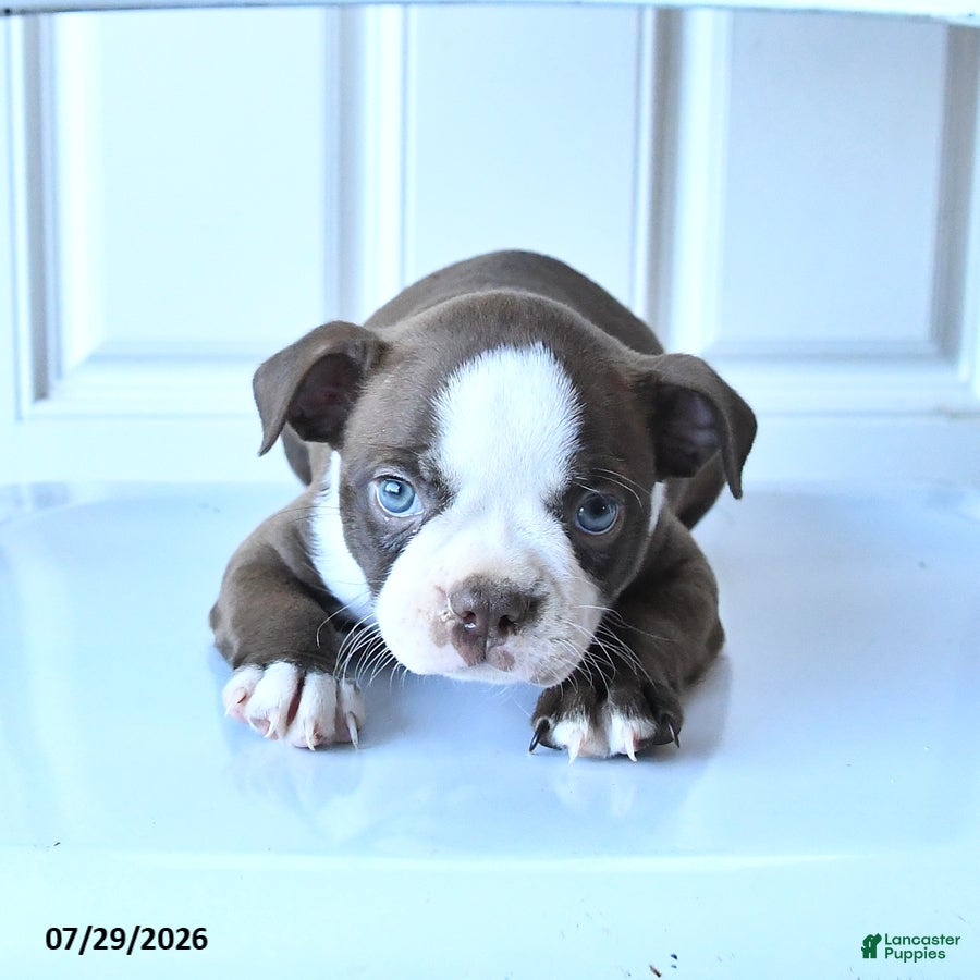 Boston Terrier dogs Sally - Ad 1