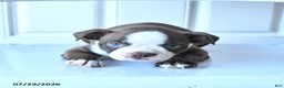 Boston Terrier dogs for sale: Sally - Ad 1
