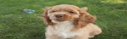 Cocker Spaniel dogs for sale: Atlas Cocker Spaniel  - Ad 9