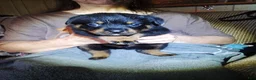 Rottweiler dogs for sale: Rottweiler 4 - Ad 1