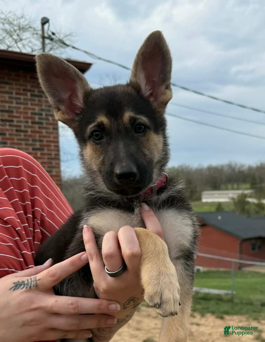 German Shepherd dogs for sale: German Shepherd Puppy  - Ad 1