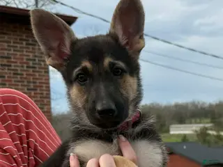 German Shepherd dogs German Shepherd Puppy - Ad 10