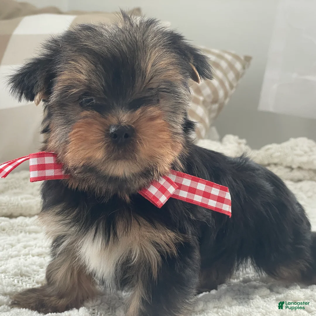 Yorkshire Terrier dogs for sale: Tiny Finn - Ad 3