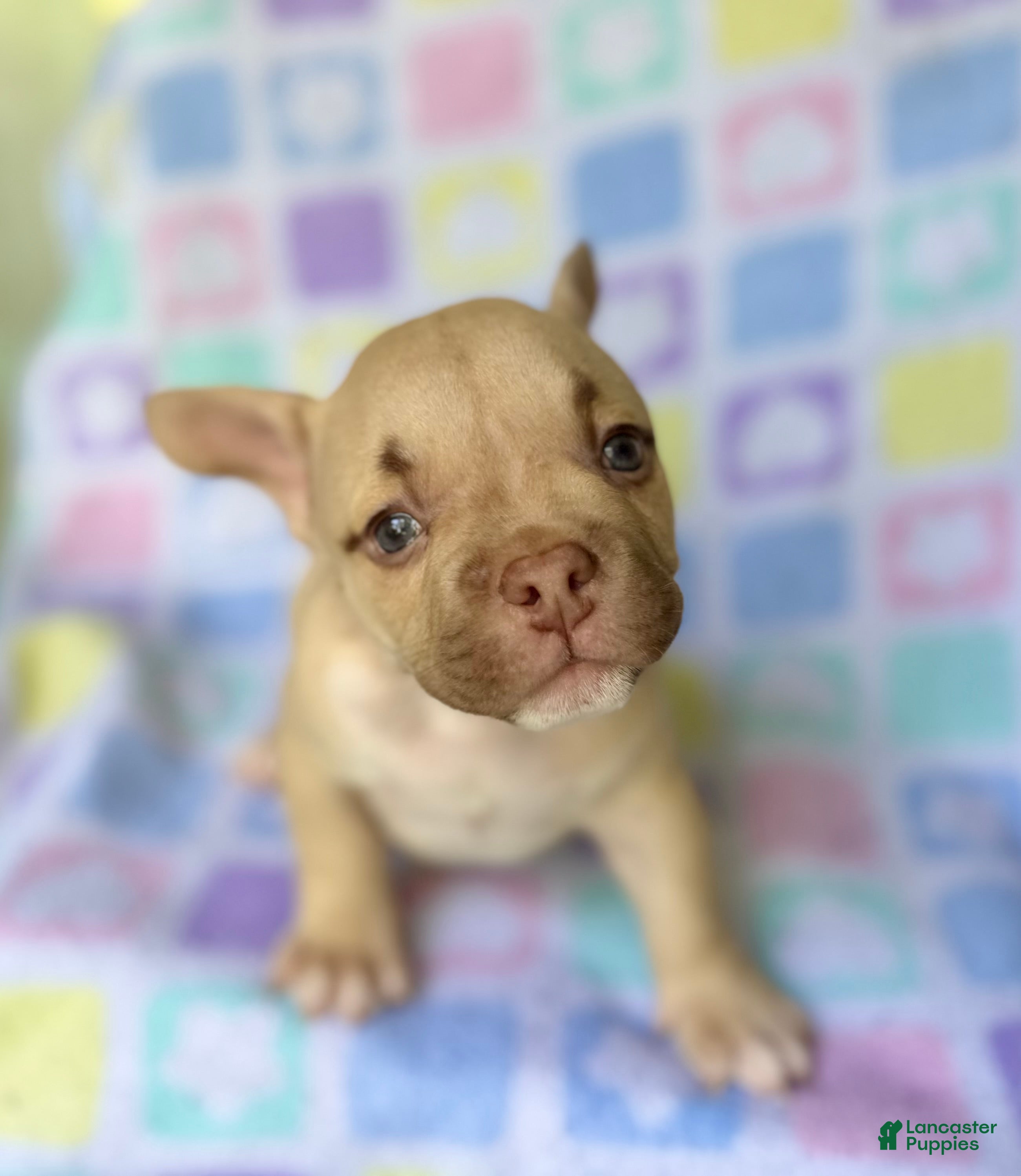 American Bully dogs American Bully 1 - Ad 1
