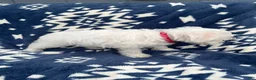 Miniature Schnauzer dogs for sale: AKC Daisy - Ad 3