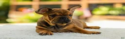 French Bulldog dogs for sale: Olivia – Fawn Brindle - Ad 6