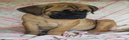 Cane Corso dogs for sale: Abby - Ad 5