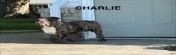 English Bulldog dogs for sale: Wolf - Ad 4