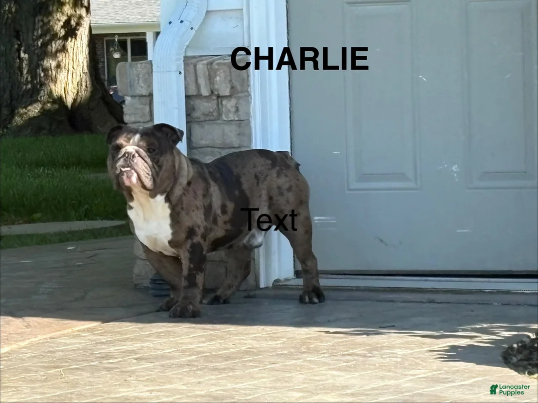 English Bulldog dogs for sale: Wolf - Ad 4
