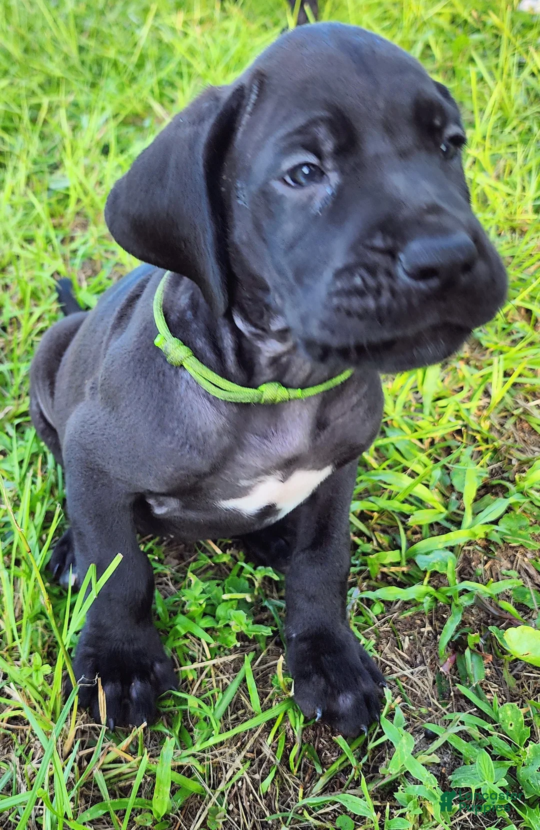 Great Dane dogs for sale: Black male Green Collar  - Ad 2