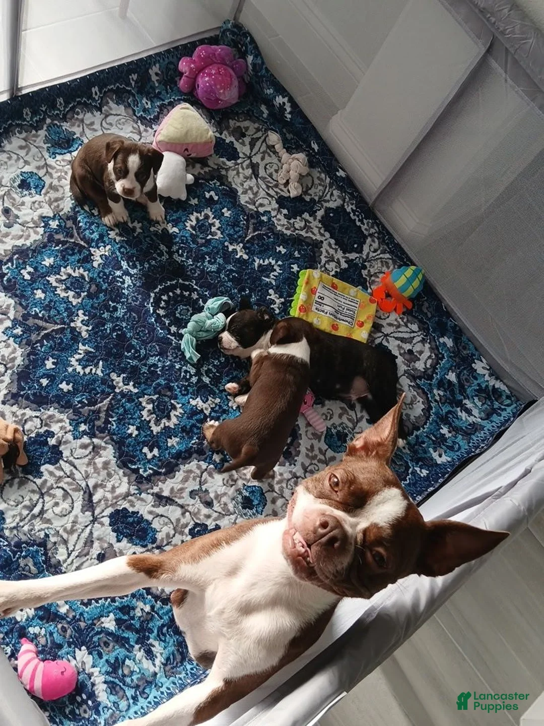 Mixed Breed dogs for sale: Mixed Breed 2 - Ad 2