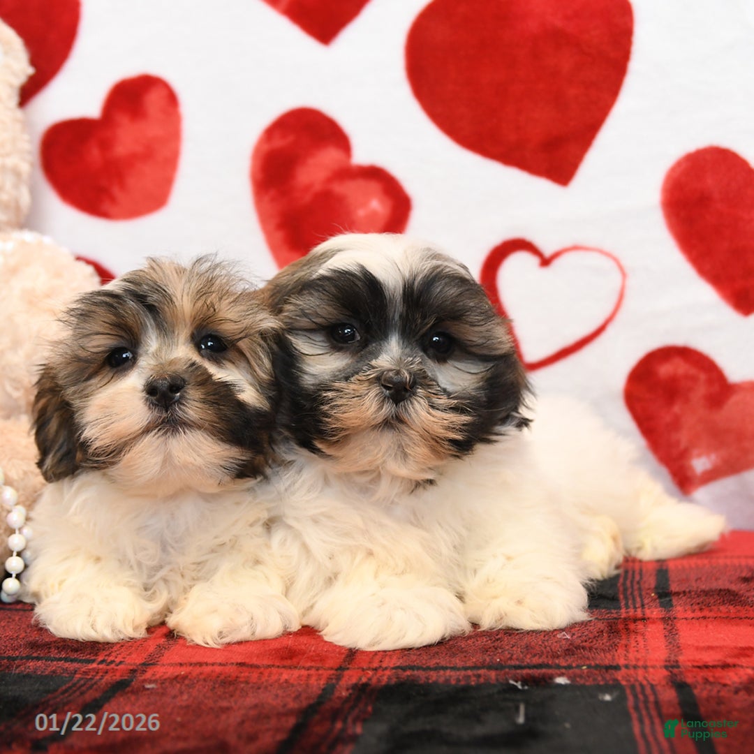 Malshi dogs for sale: Milo - Ad 5