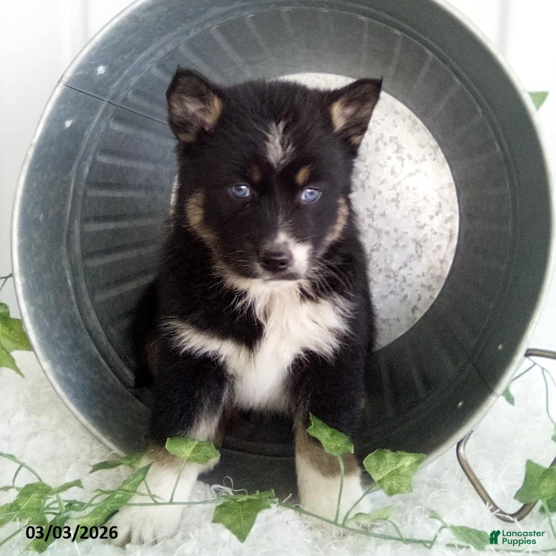 Pomsky dogs for sale: Molly - Ad 1