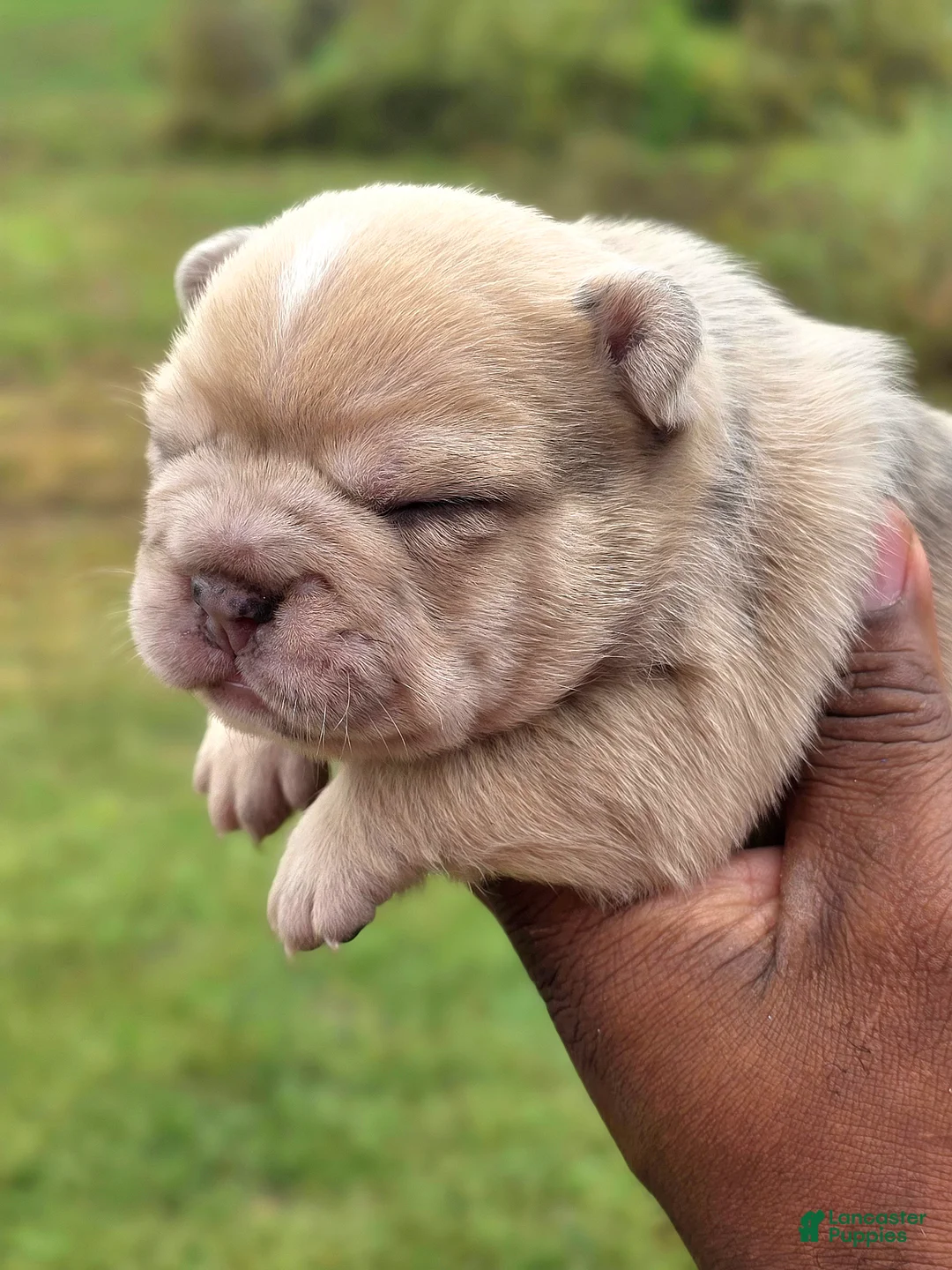 French Bulldog dogs for sale: Fiona - Ad 2
