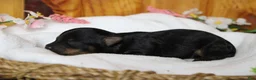 Yorkiepoo dogs for sale: Pedro  - Ad 8