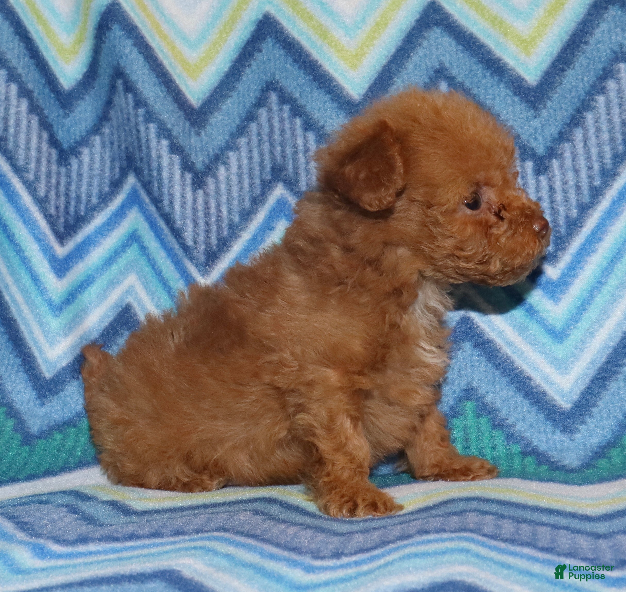 Toy Poodle dogs for sale: Double T Summer’s apricot male - Ad 4