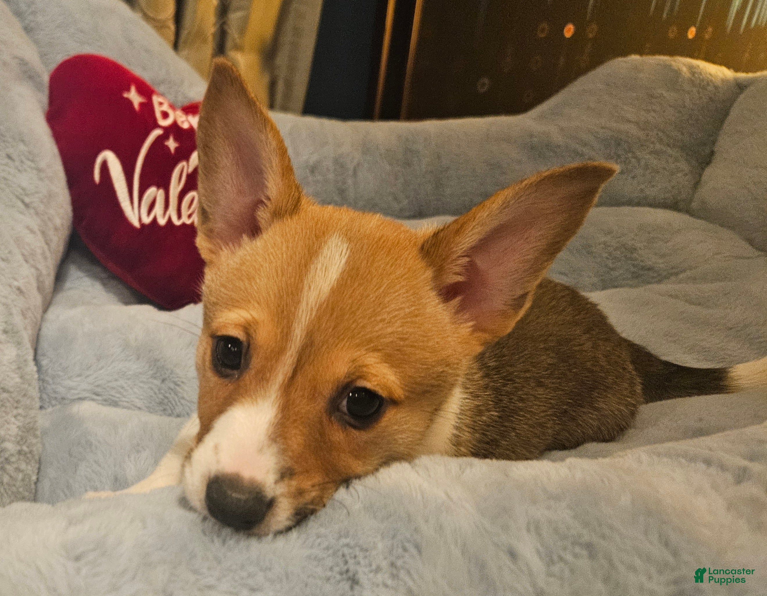 Mixed Breed dogs Chanel - Ad 24