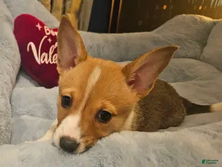 Mixed Breed dogs Chanel - Ad 24