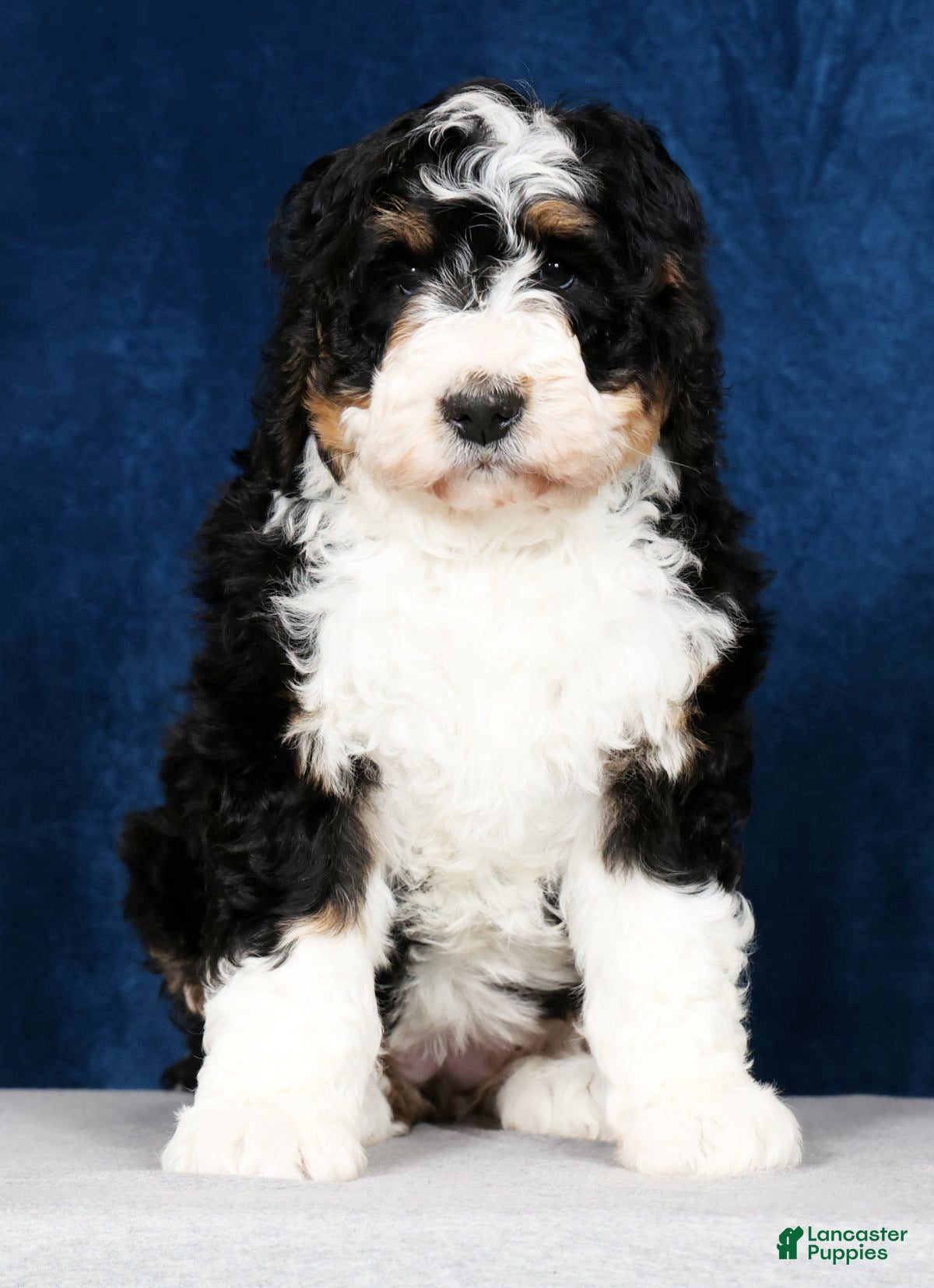 Bernedoodle dogs Joda - Ad 2