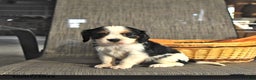 Cavalier King Charles Spaniel dogs for sale: Bentley - Ad 2