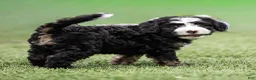 Bernedoodle dogs for sale: Banks Bernedoodle Puppy  - Ad 10