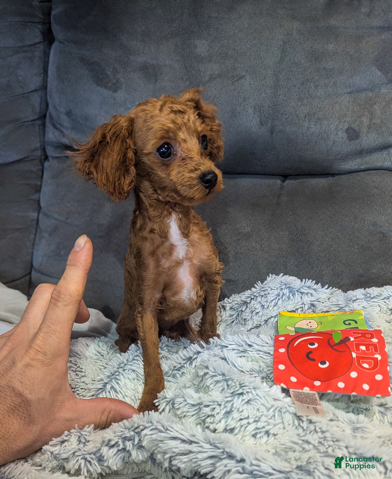 Toy Poodle dogs Gabe - Ad 1