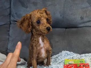 Toy Poodle dogs for sale: Gabe - Ad 1