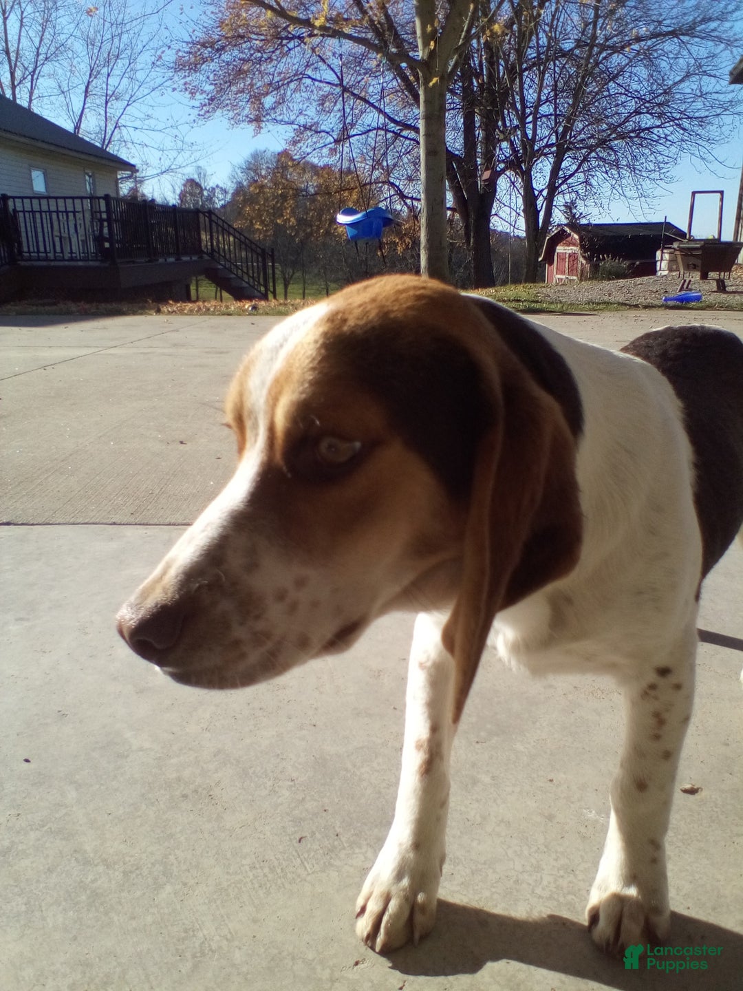 Beagle dogs for sale: Perry - Ad 5