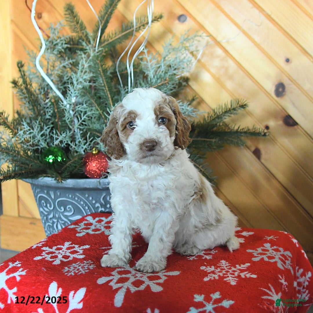 Mini Goldendoodle dogs for sale: Stella - Ad 3