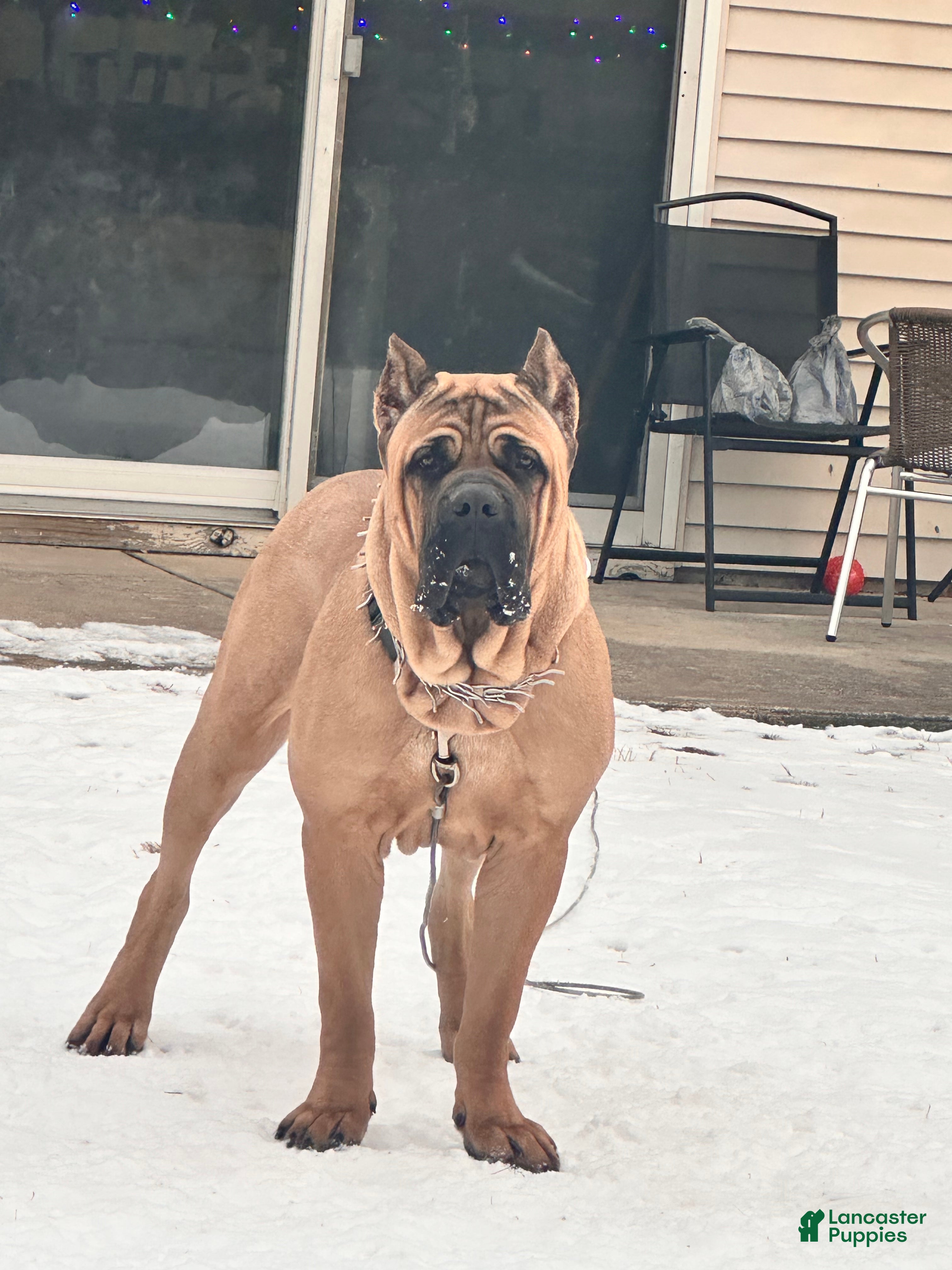 Cane Corso dogs Cane Corso - Ad 2