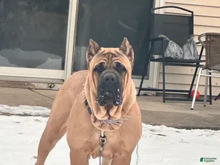 Cane Corso dogs Cane Corso - Ad 1