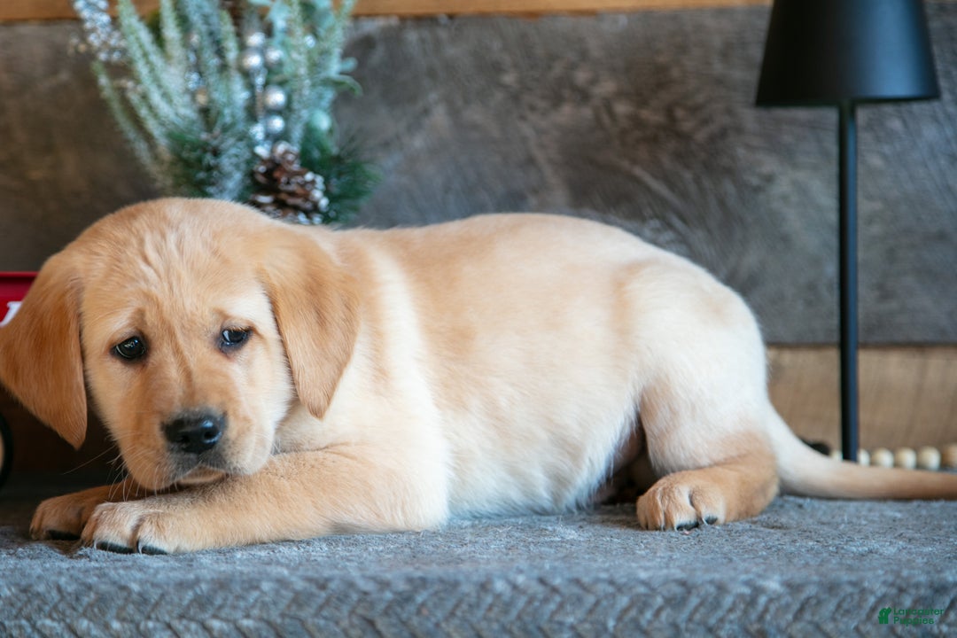 Goldador dogs for sale: Preston - Ad 3