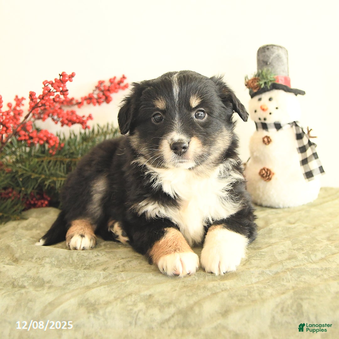 Miniature Australian Shepherd dogs for sale: Tootsie - Ad 3