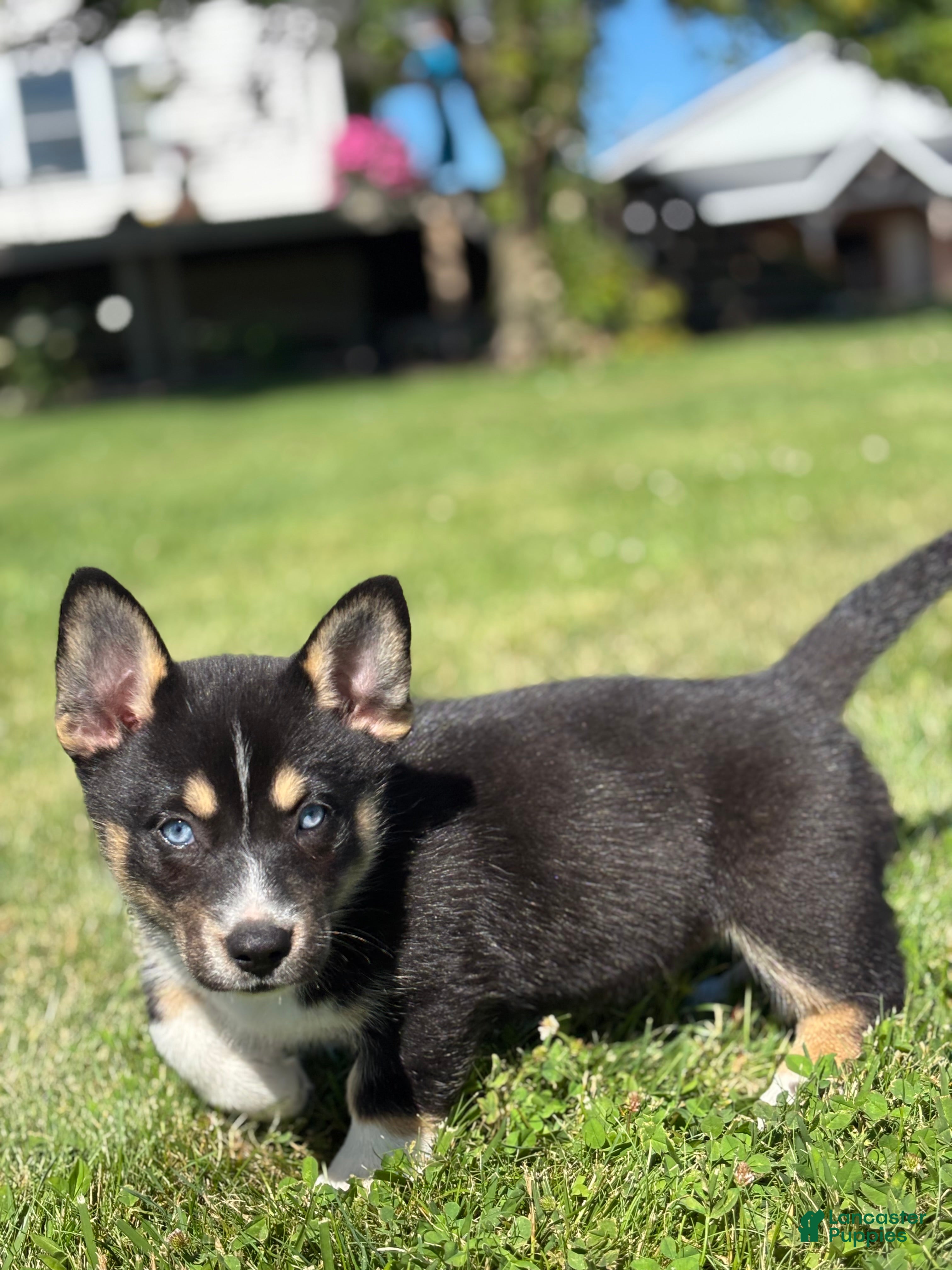 Mixed Breed dogs River - Ad 2