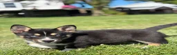 Mixed Breed dogs for sale: River - Ad 2