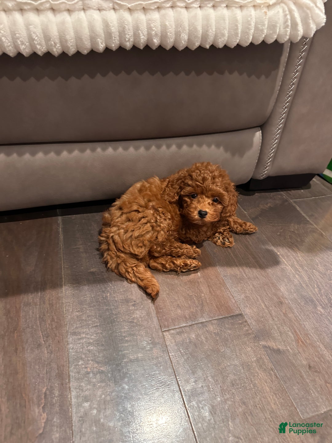 Toy Poodle dogs for sale: Jayden- Teacup/Toy Genetically TESTED - Ad 7