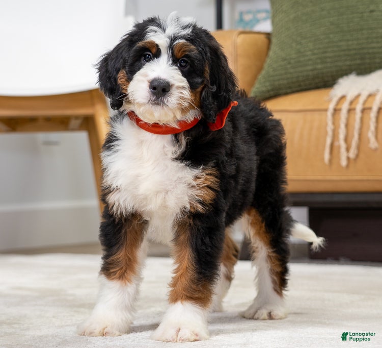 Bernese Mountain Dog dogs Sasha - Ad 2