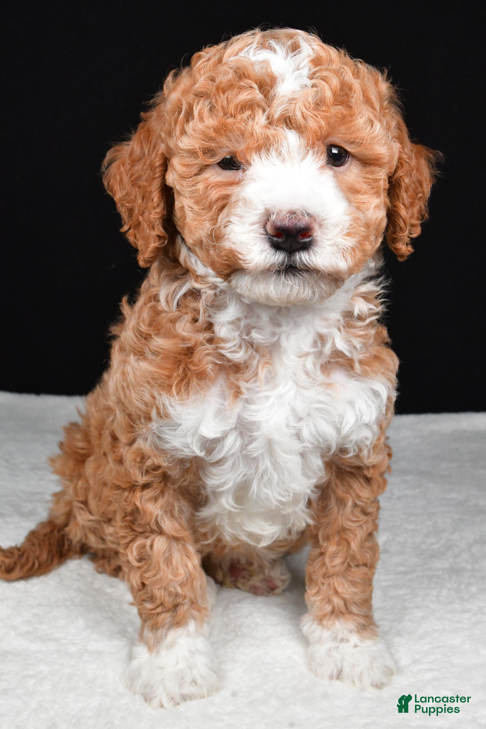 Mini Goldendoodle dogs Miley - Ad 1