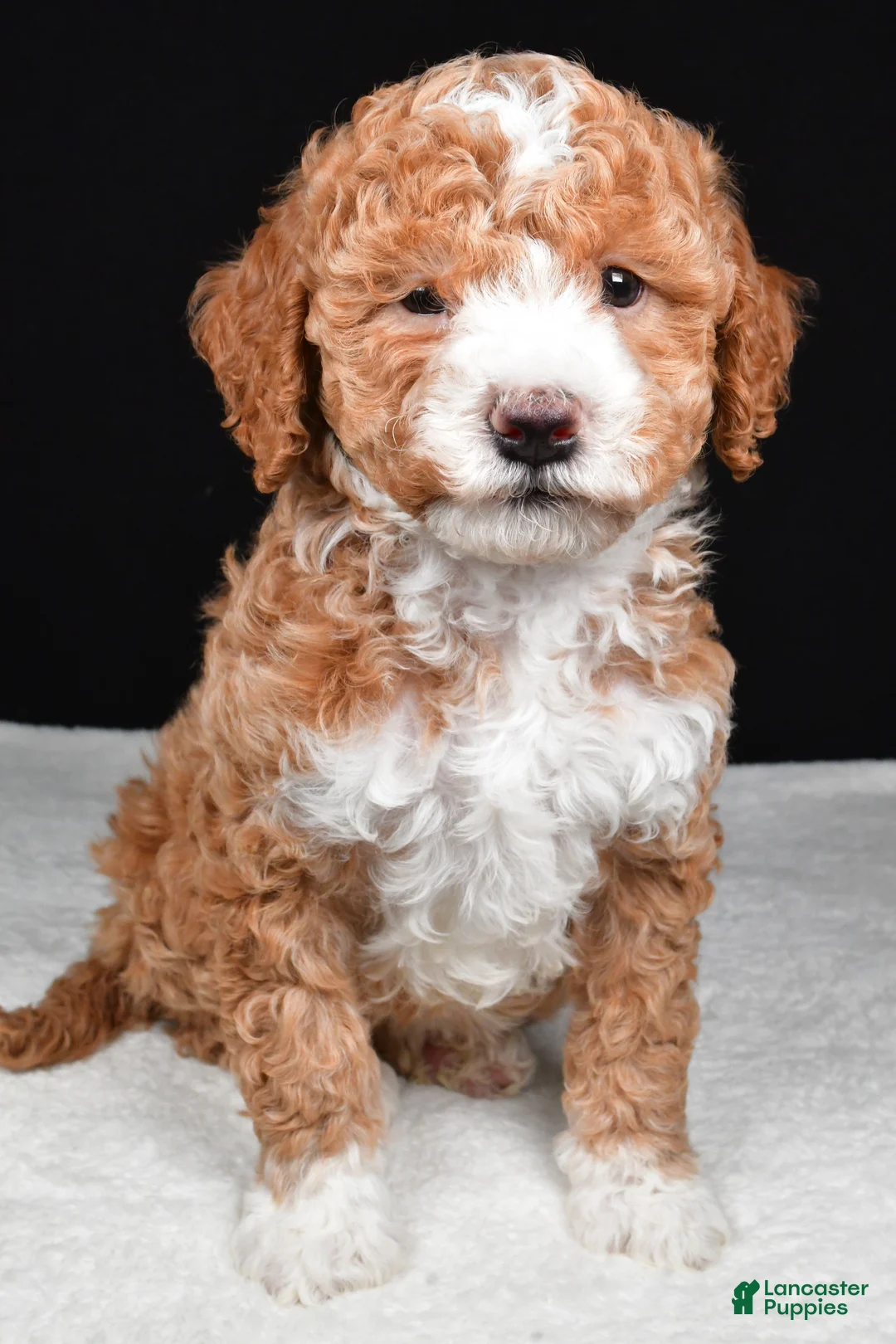 Mini Goldendoodle dogs for sale: Miley - Ad 1