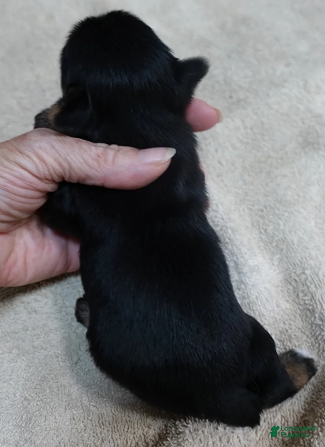 Yorkshire Terrier dogs for sale: Noodles - Ad 2