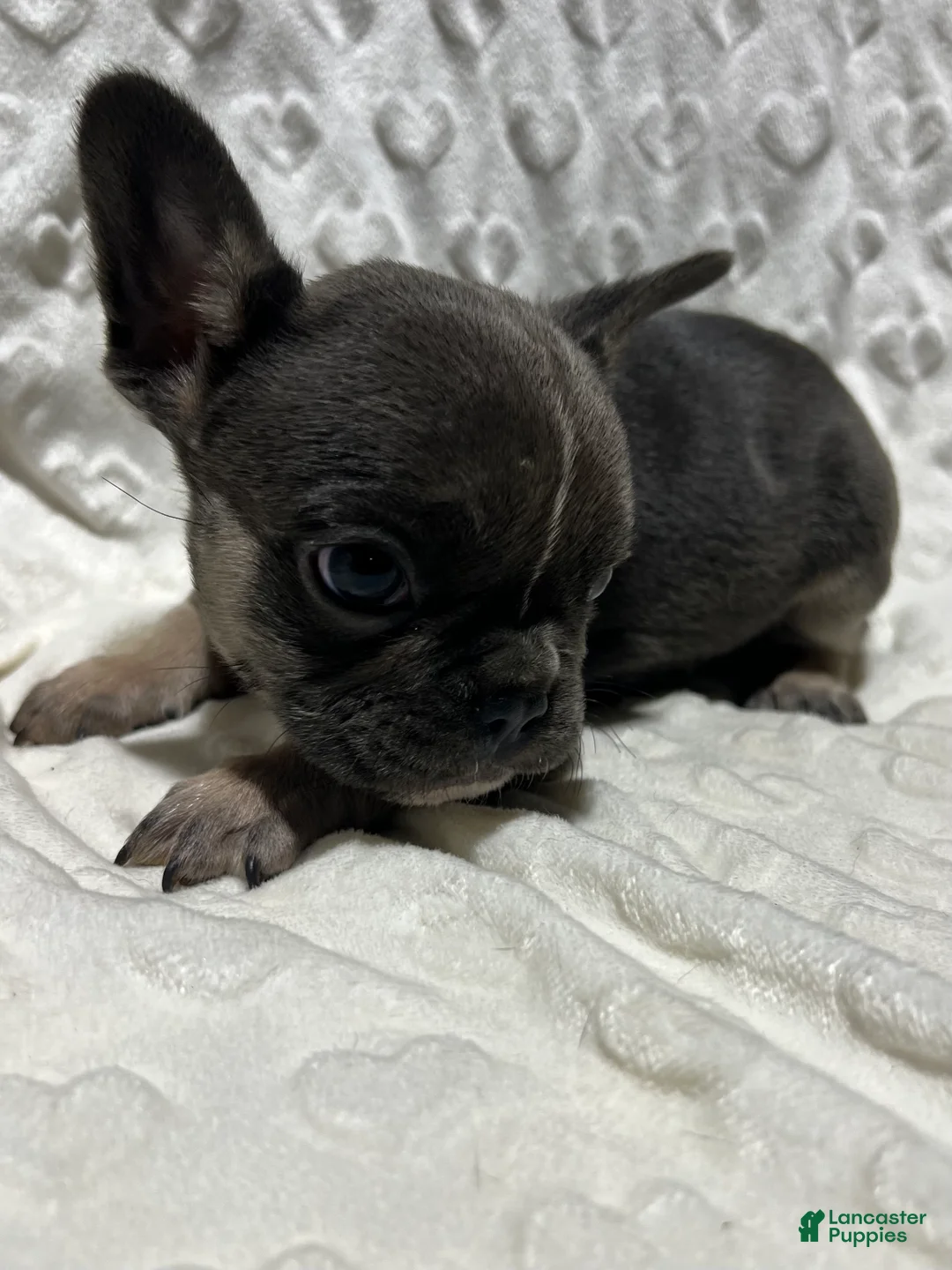 French Bulldog dogs for sale: French Bulldog Puppy 5 - Ad 2